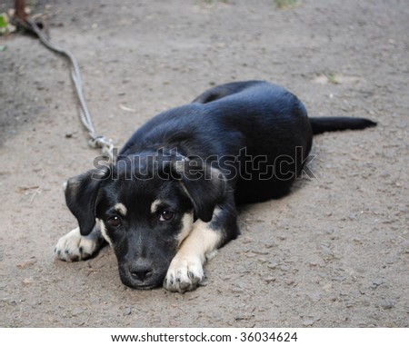 The small black puppy with white paws lies on the earth