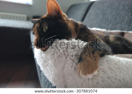 Cat sitting in a soft bed, with paw hanging over.