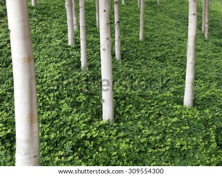 Close up shot of natural, green, woodland scene with a shallow depth of field.