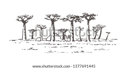 Beautiful Baobab trees in Madagascar. Landscape with unusual trees. Madagascar hand drawn sketch illustration. Isolated on white background.