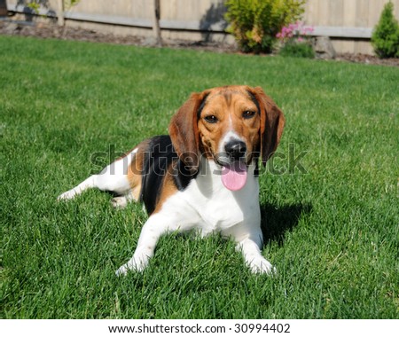 Purebred Tricolor Beagle Stock Photo 30994402 : Shutterstock