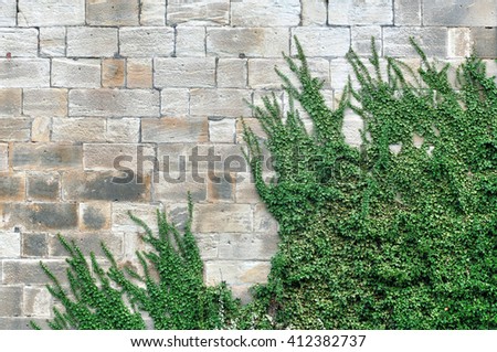 Similar – Image, Stock Photo Ivy growing up on a building