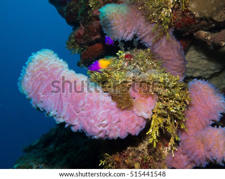 Shutterstock Puzzlepix