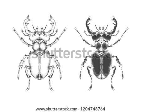 Vector illustration with hand drawn stag beetle. Two variants of insect: outline and silhouette. In realistic style. Isolated on withe background.