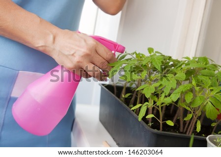 Woman's hand spray the tomato seedlings