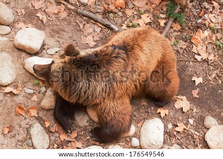 Brown bear resting on  rocks