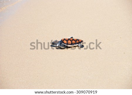 A small turtle on the sand