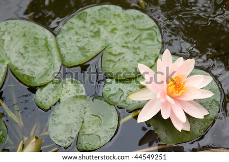 pond lily in the pond