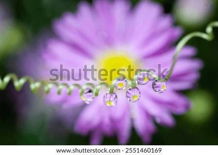 Similar – Image, Stock Photo Chrysanthemum macro Flower