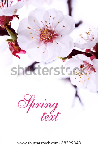 spring cherry blossom card
