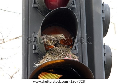 Urban Nesting Birds on traffic signal