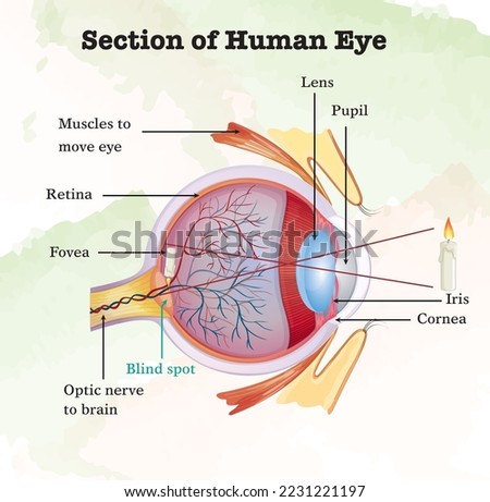 Diagram showing cross section of human eye