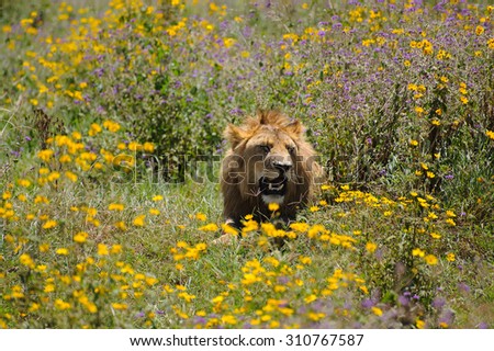 Lion amid flowers in the bush - Ngorongoro conservation area - Tanzania