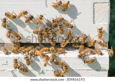 Honey Bees on Hive
