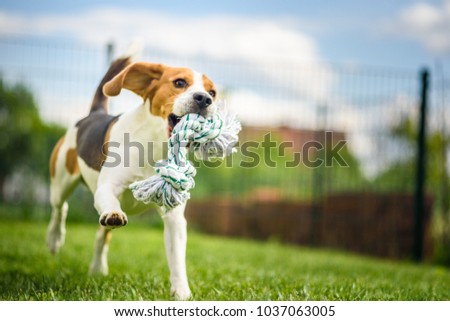 Similar – Image, Stock Photo Dog Beagle running fast and jumping with tongue out on the rural path