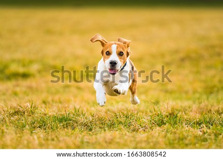 Similar – Image, Stock Photo Dog Beagle running fast and jumping with tongue out on the rural path