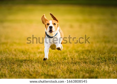 Similar – Image, Stock Photo Dog Beagle running fast and jumping with tongue out on the rural path