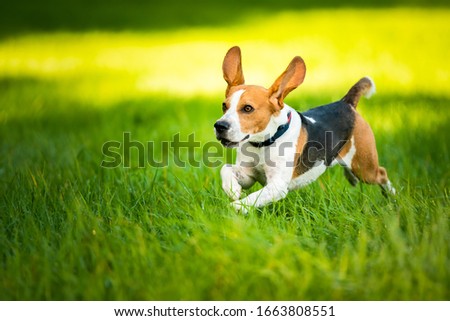 Similar – Image, Stock Photo Dog Beagle running fast and jumping with tongue out on the rural path