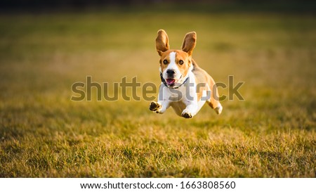 Similar – Image, Stock Photo Dog Beagle running fast and jumping with tongue out on the rural path