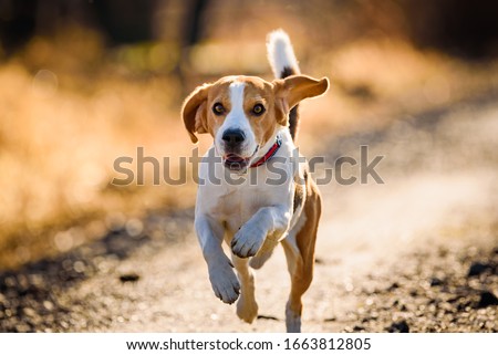 Similar – Image, Stock Photo Dog Beagle running fast and jumping with tongue out on the rural path