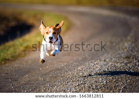 Similar – Image, Stock Photo Dog Beagle running fast and jumping with tongue out on the rural path