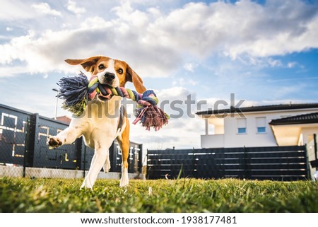 Image, Stock Photo Bring the ball Dog Pet