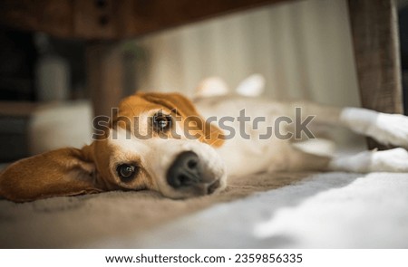 Similar – Image, Stock Photo Adult tired dog lying on sofa at home