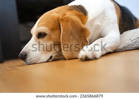 Similar – Image, Stock Photo Adult tired dog lying on sofa at home