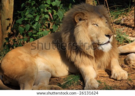 Lions,White lion