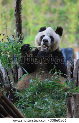 Endangered animal Panda