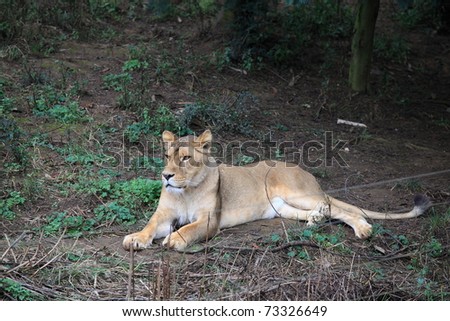 lions white lion