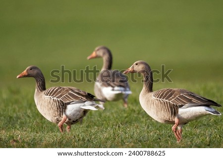 Image, Stock Photo A greylag goose at a lake in the Odenwald