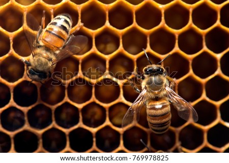 Similar – Image, Stock Photo bee flight Environment