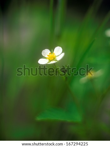 Small flower wild strawberry savagely growing in forest. Taken with extremely shallow depth of field.