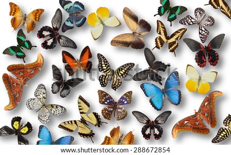 Butterflies on white background.