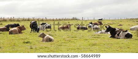 Cows in the Scottish country