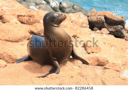 Sea Lion on rocks, Galapagos Islands, Ecuador