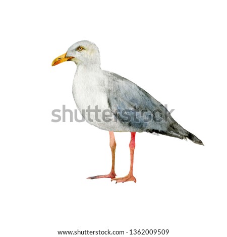 Seagull realistic watercolor illustration isolated on white. Watercolor painting perfectly captures summer sea theme.