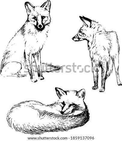 Featured image of post Drawing Pics Of Foxes