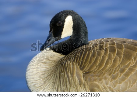 Canada goose on lake with smooth water ripples in background