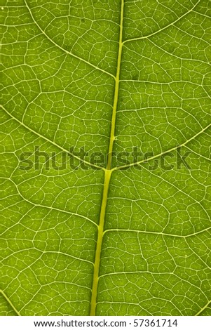 Leaf close up texture. Shallow depth of field with main vein clear.