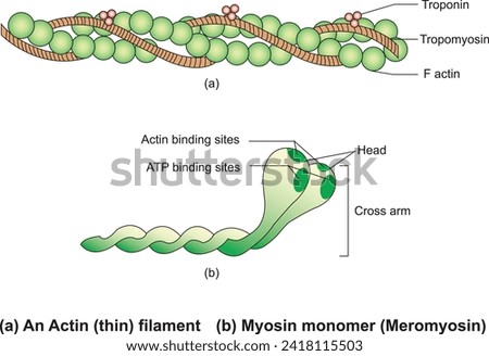 Structure of Contractile Proteins, An actin filament, Myosin monomer