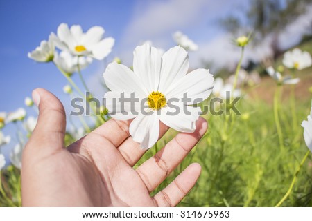 Cosmos flower,flower, Hand is touching cosmos flower with blue sky