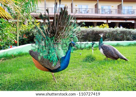 Peacock in garden of tropical resort