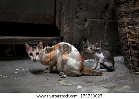 Vagrant cats. Homeless wild cats on dirty street in Asia