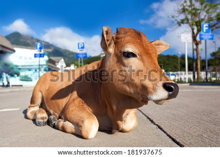 Sad calf resting on car parking. Nature against urbanism concept