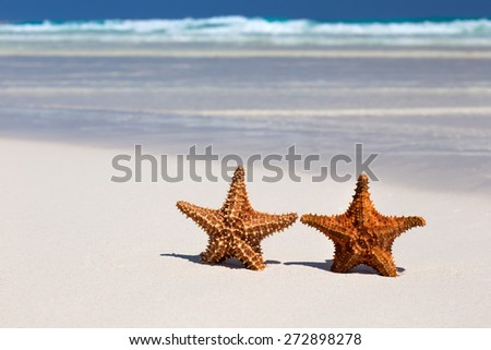 Two starfishes on caribbean sandy beach, travel concept