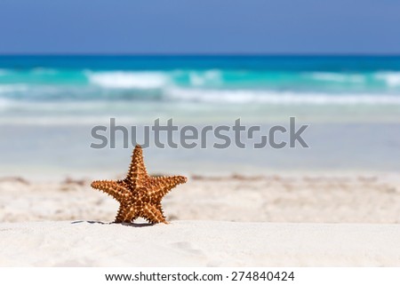 Starfish on caribbean sandy beach, travel concept