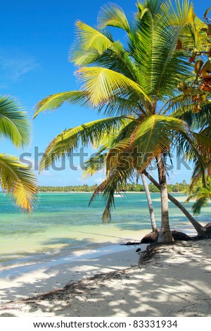Tropical beach with beautiful palms, caribbean sea