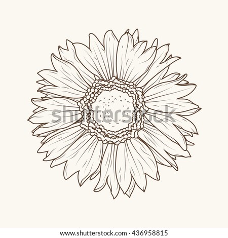 Vector Images Illustrations And Cliparts Isolated Sunflower Aster Daisy Flower Lose Up Macro View Detailed Brown Outline On Beige Background Hqvectors Com,Chocolate Muffin Recipe Jamie Oliver